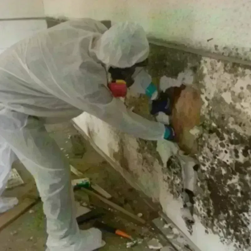 Mold Remediation and Removal in Moretown, VT